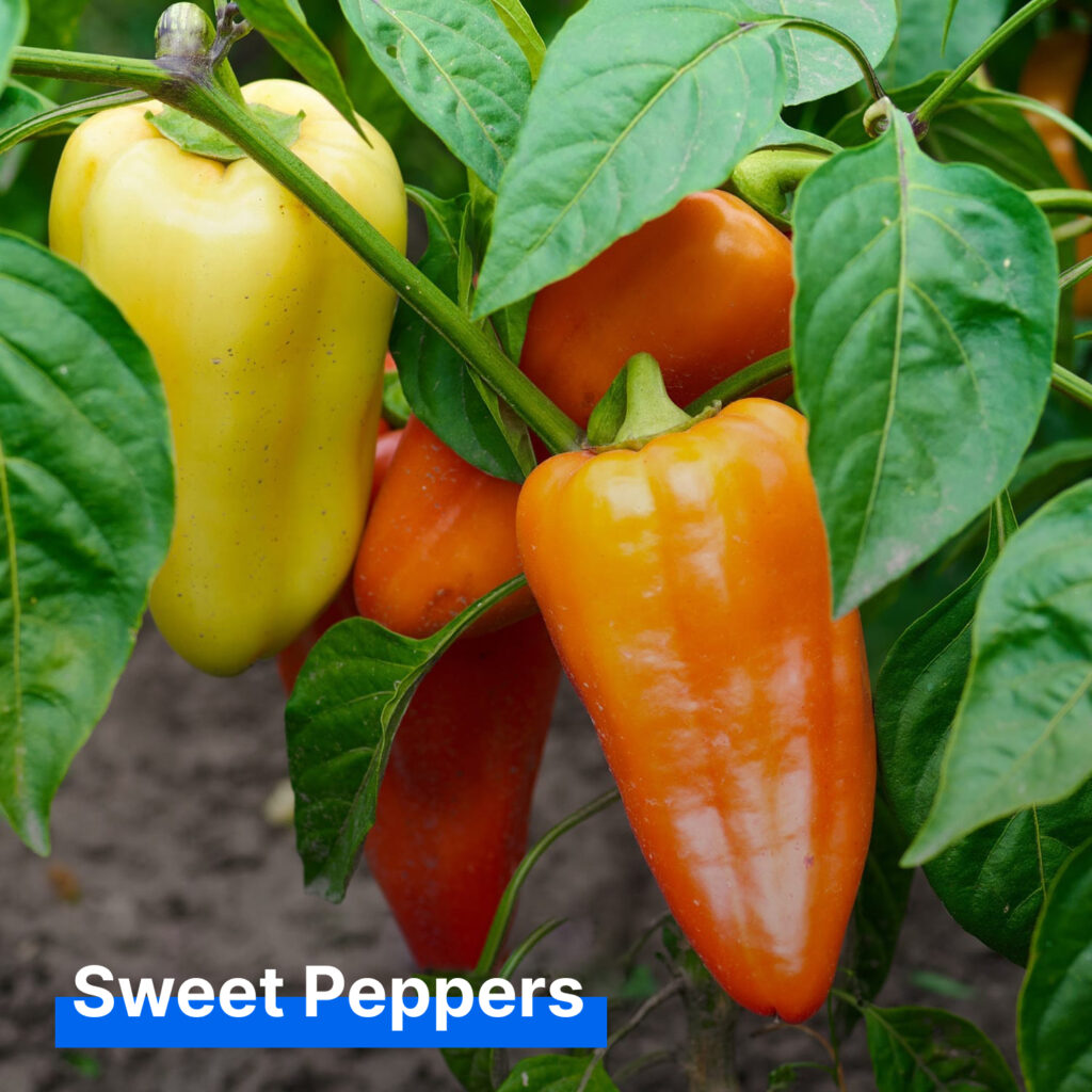 Sweetpeppers